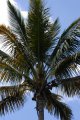 Cocotier. Coco nucifera. X nain malésien. Hauteur 5-10m